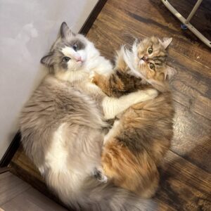 一般社団法人KR 本牧犬猫ライフ未来へ繋ぐ会